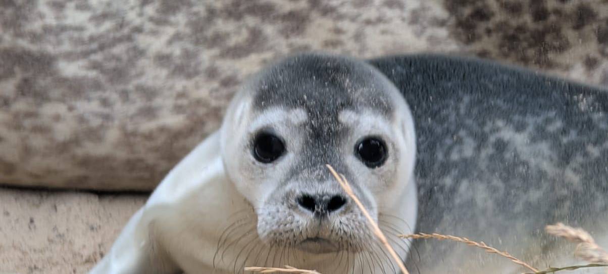 Seehundbabys im Bochumer Tierpark