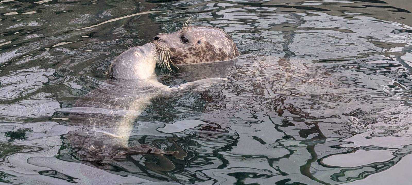 Seehundbabys im Bochumer Tierpark