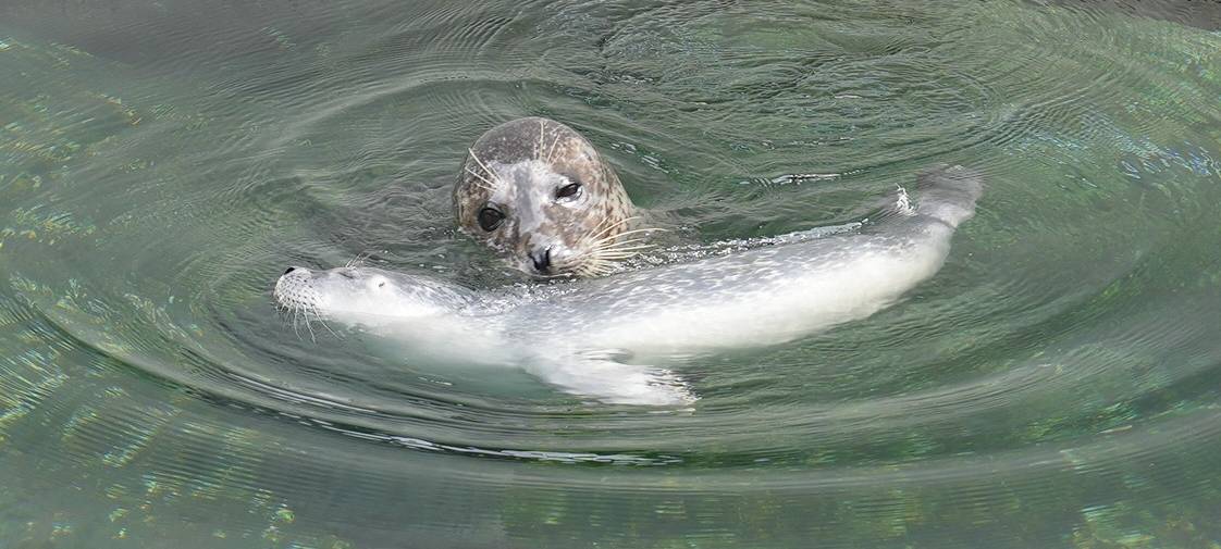 Seehundbabys im Bochumer Tierpark
