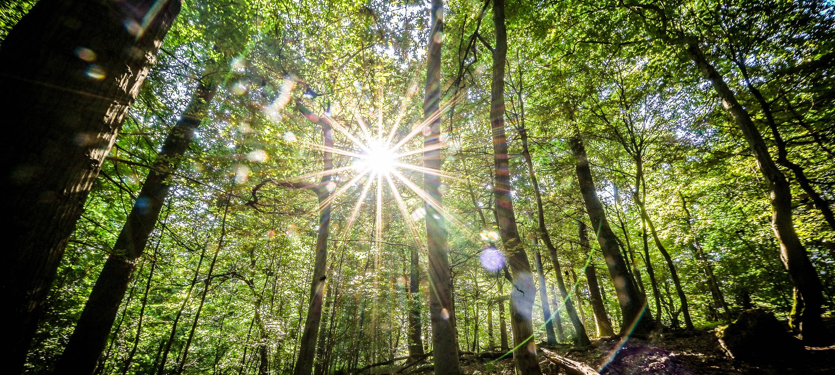 Waldfläche in Bochum größer geworden