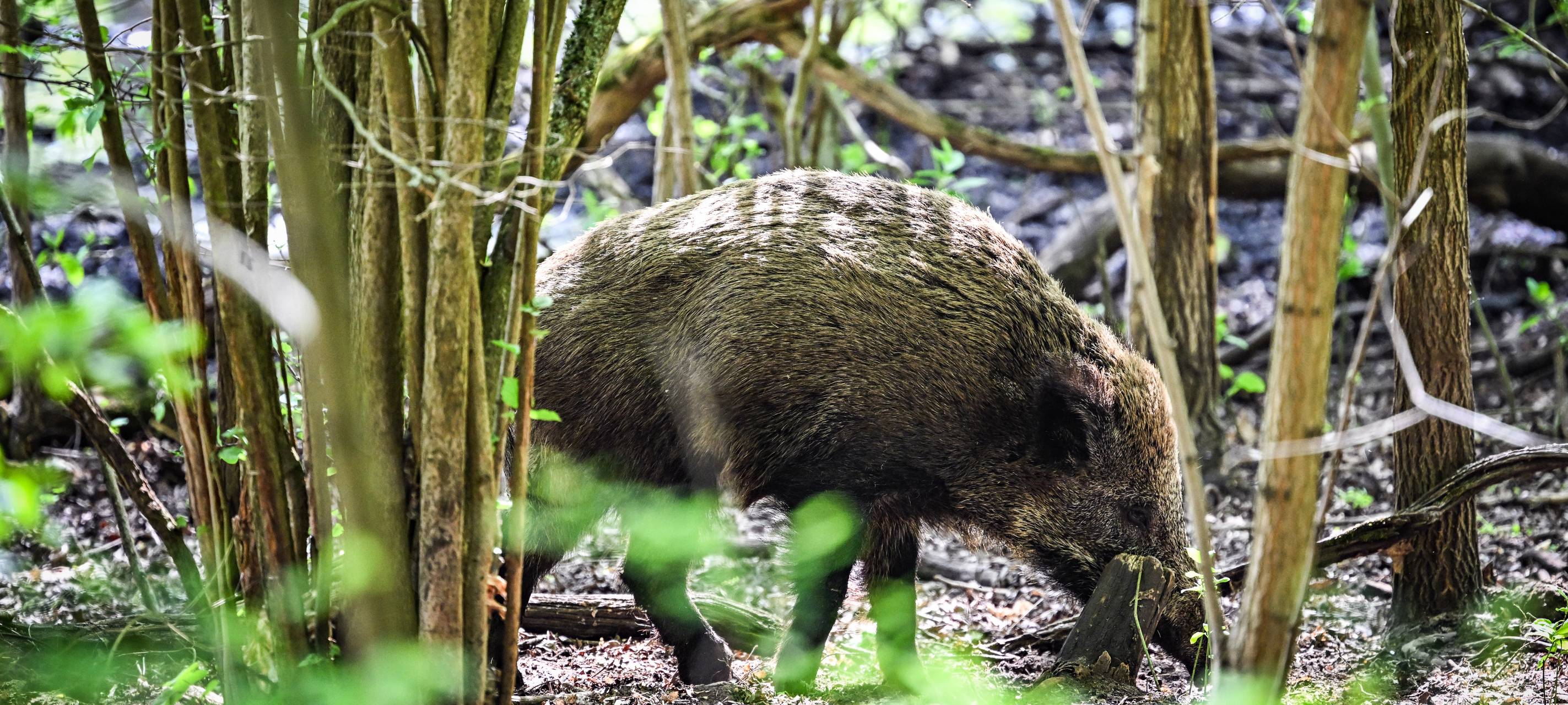 Wildschweine auf der A40 in Bochum