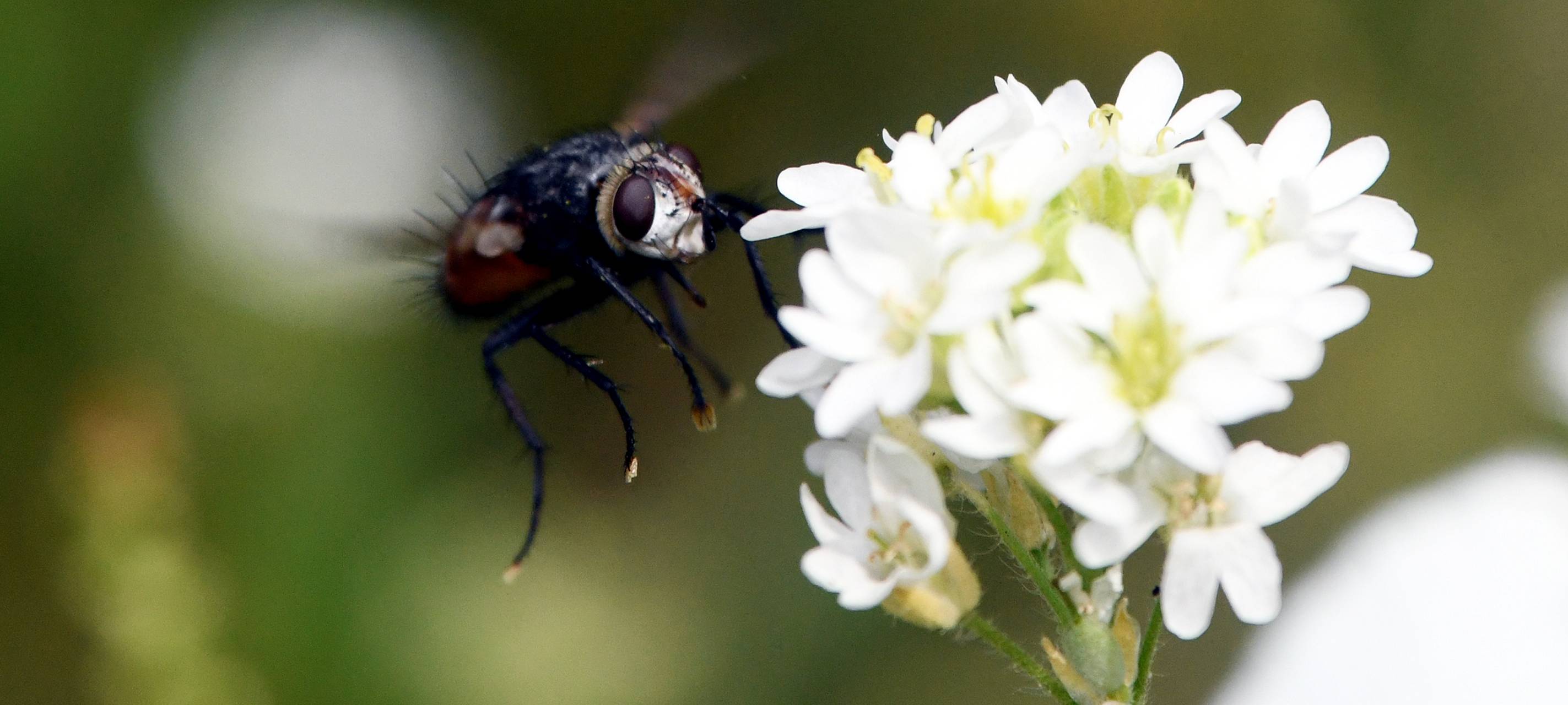 Schulkinder aus Bochum bauen Nisthilfen für Wildbienen