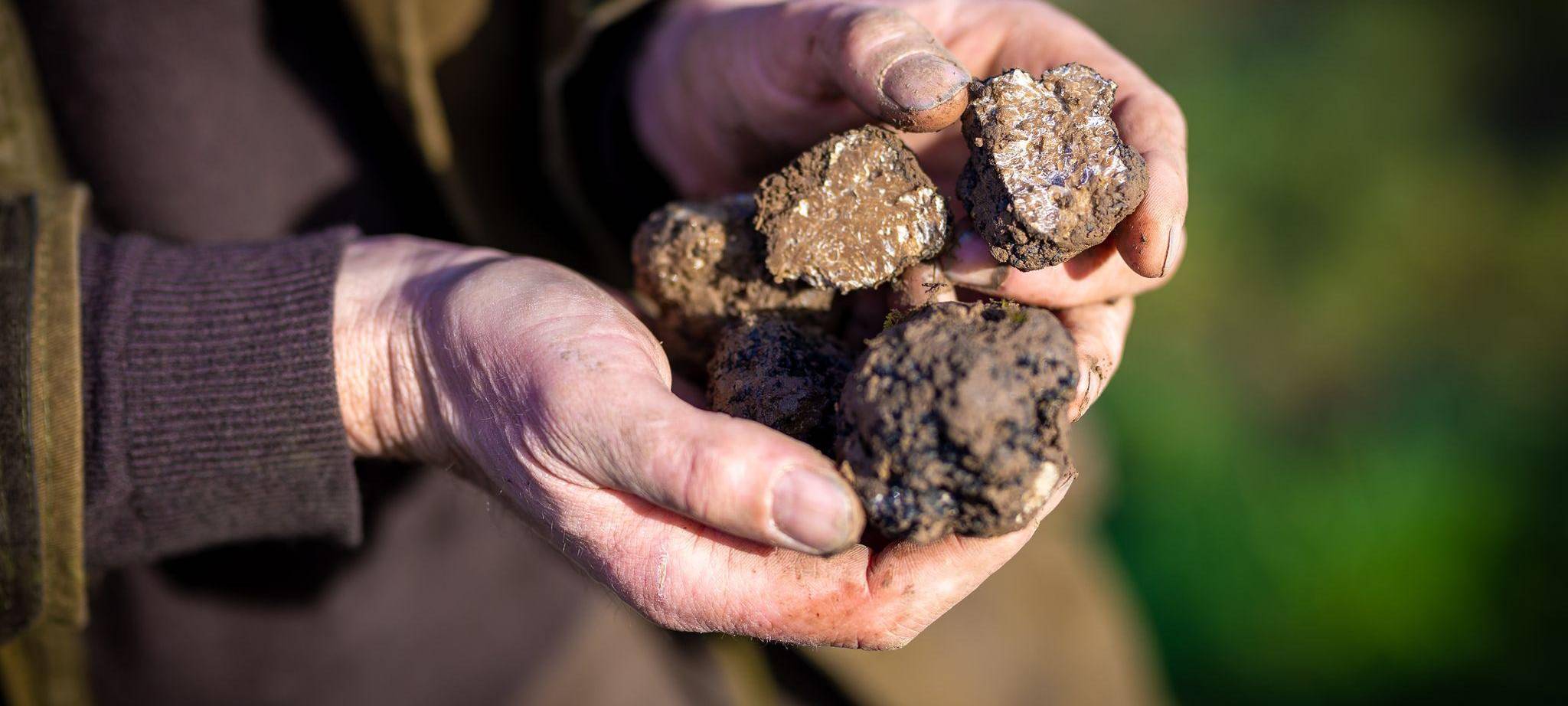 Warum Trüffel Trendfood sind