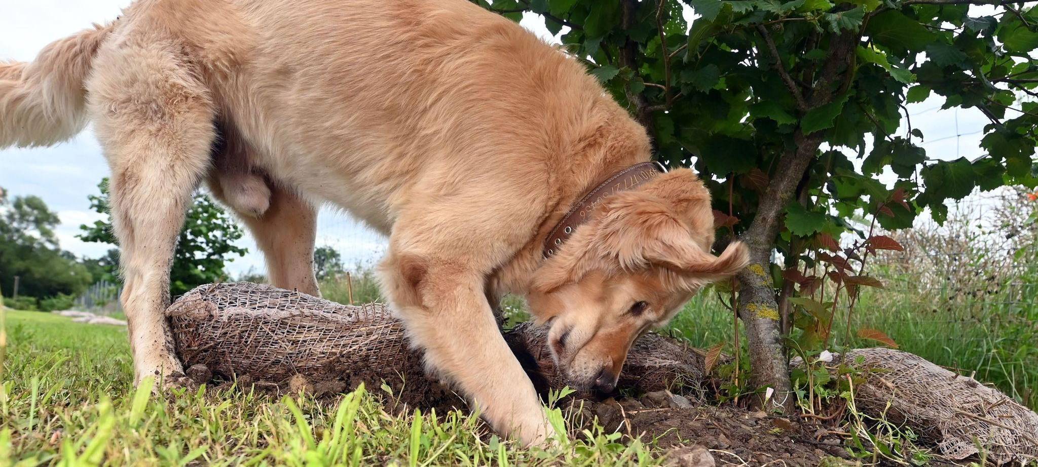 Warum Trüffel Trendfood sind