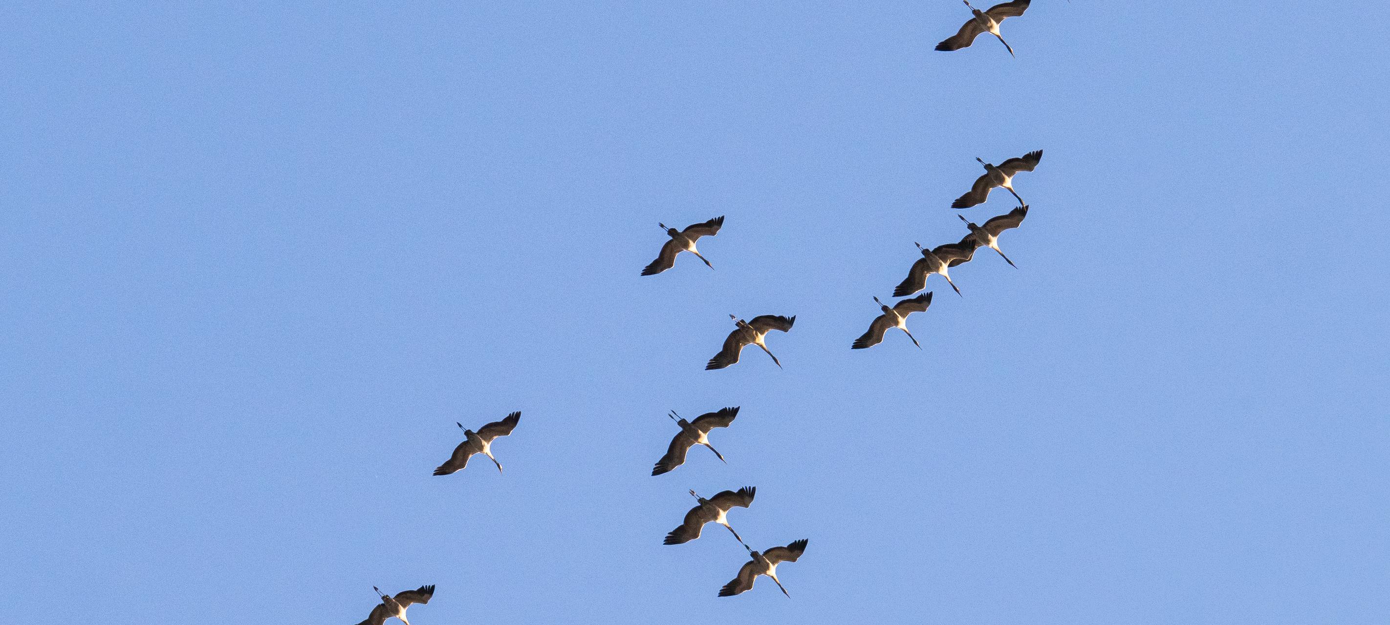 Bochum: Bisher keine Vogelgrippe-Fälle