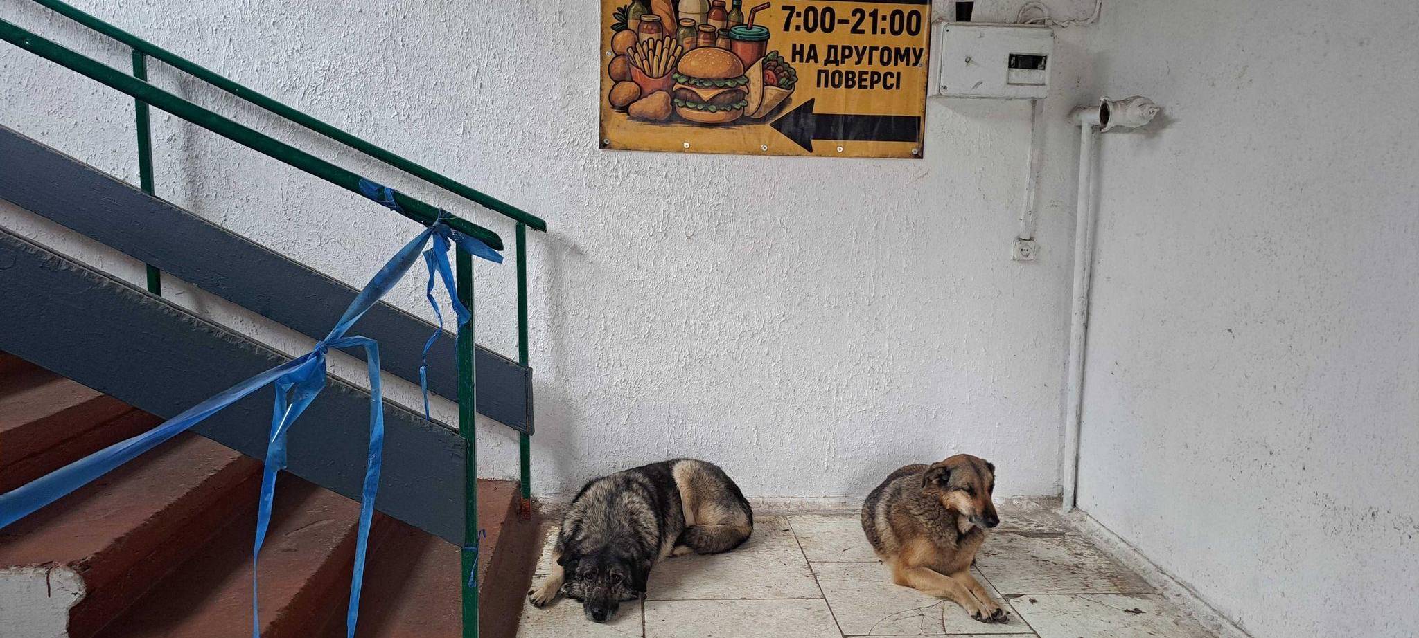 Straßenhunde in Tschernobyl