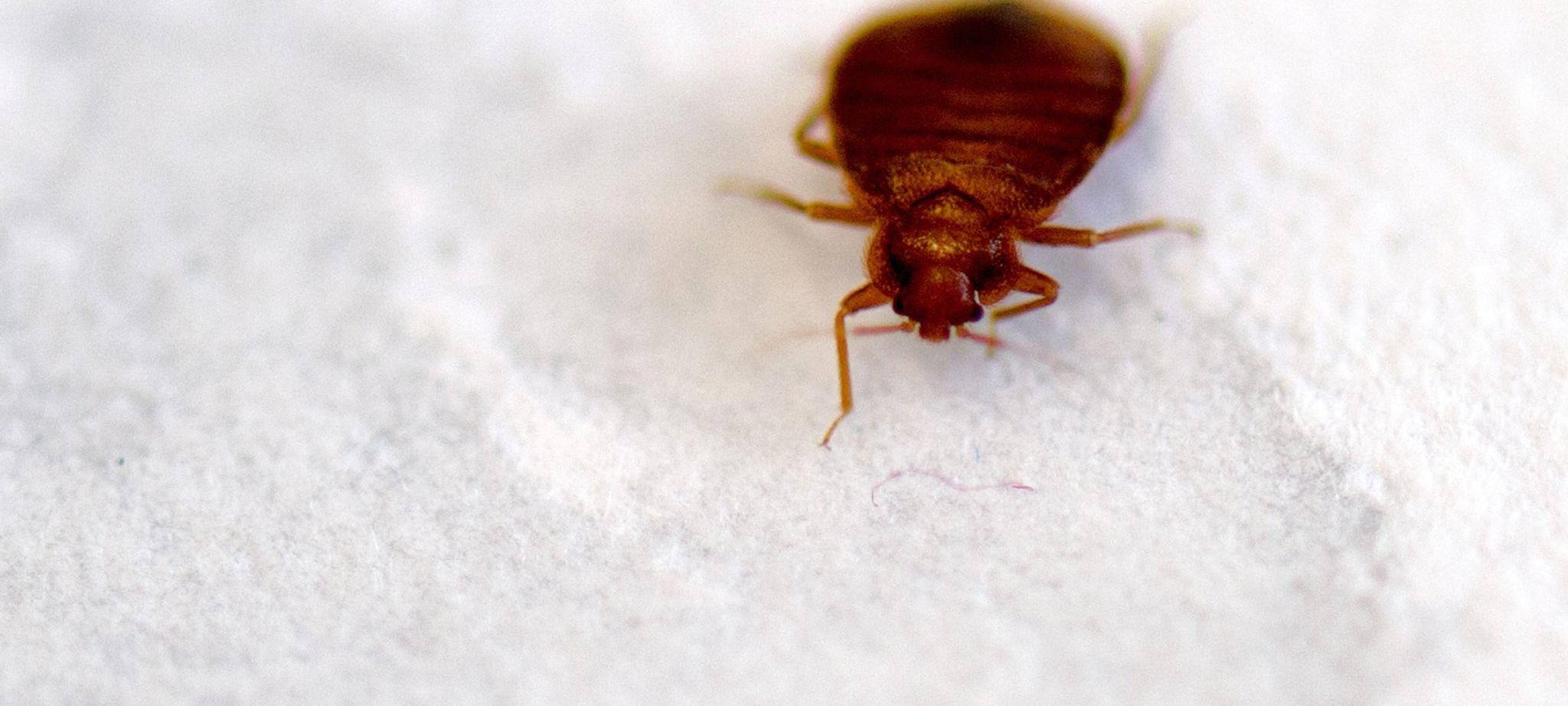 Pariser Filminstitut schließt Kinosäle wegen Bettwanzen