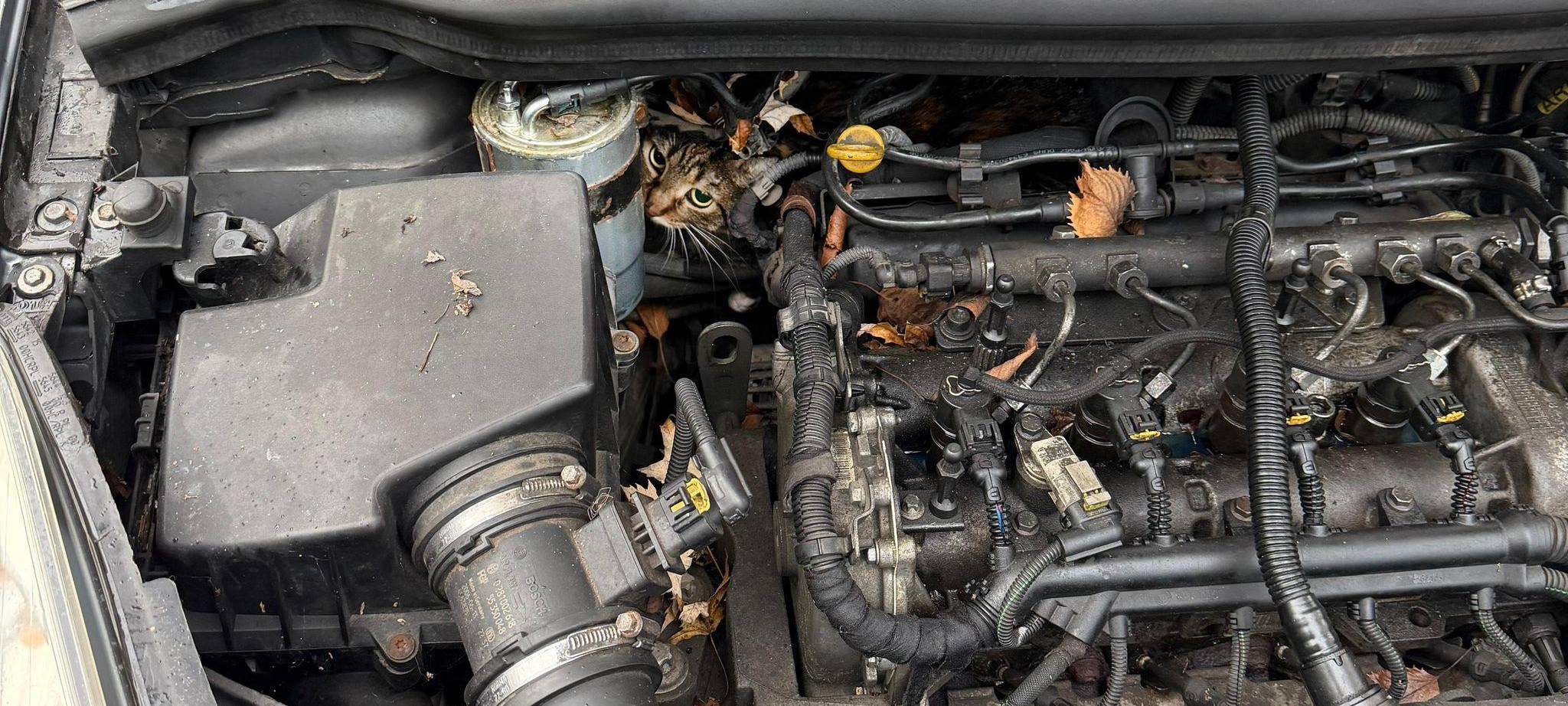 Katze aus Motorraum befreit