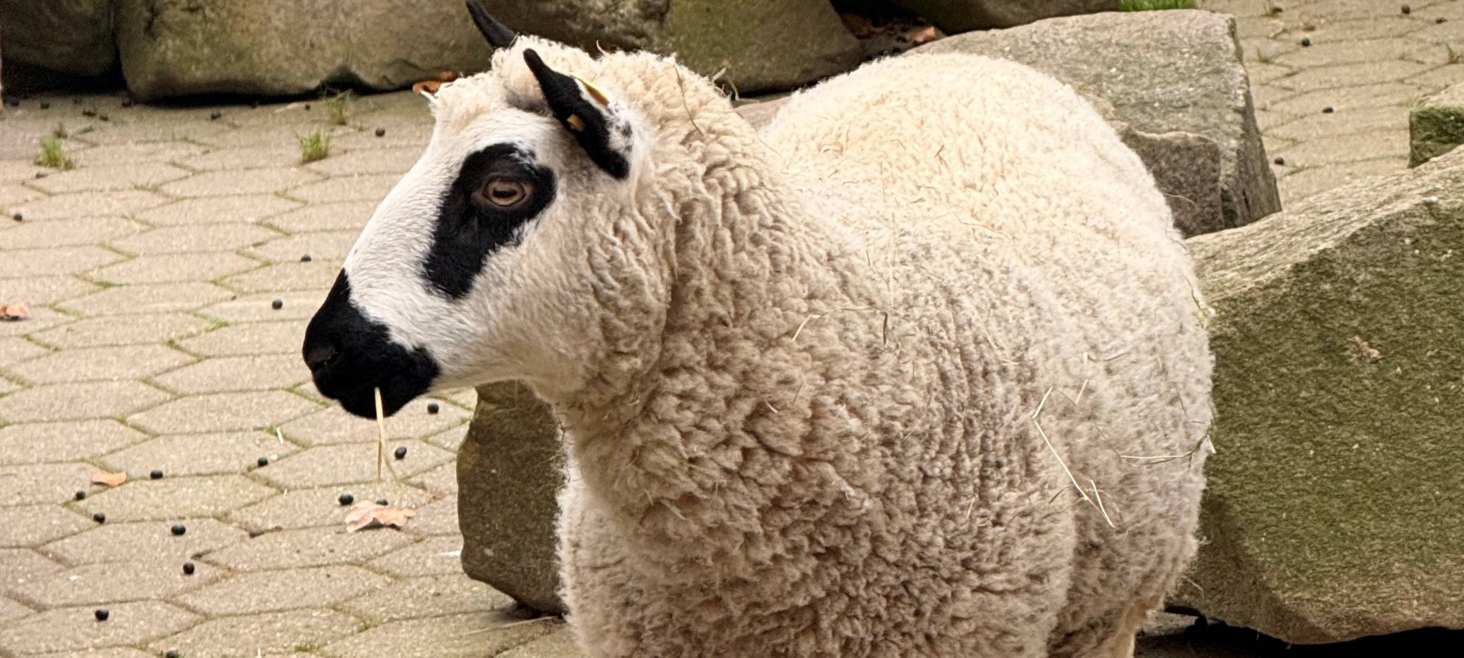 Tierpark Bochum: neuer Zuwachs