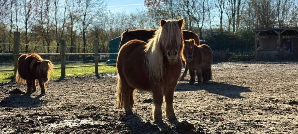Gnadenhof in Wattenscheid sucht neues Zuhause
