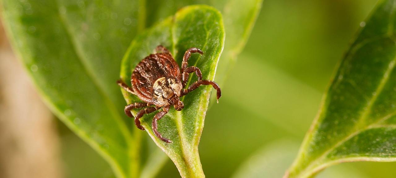 Zeckenbisse auch in Bochum möglich