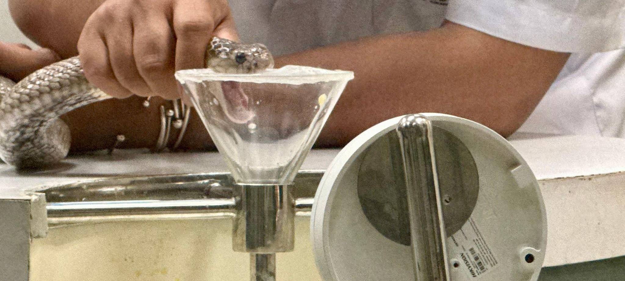 Schlangenfarm in Bangkok zur Herstellung von Antiserum