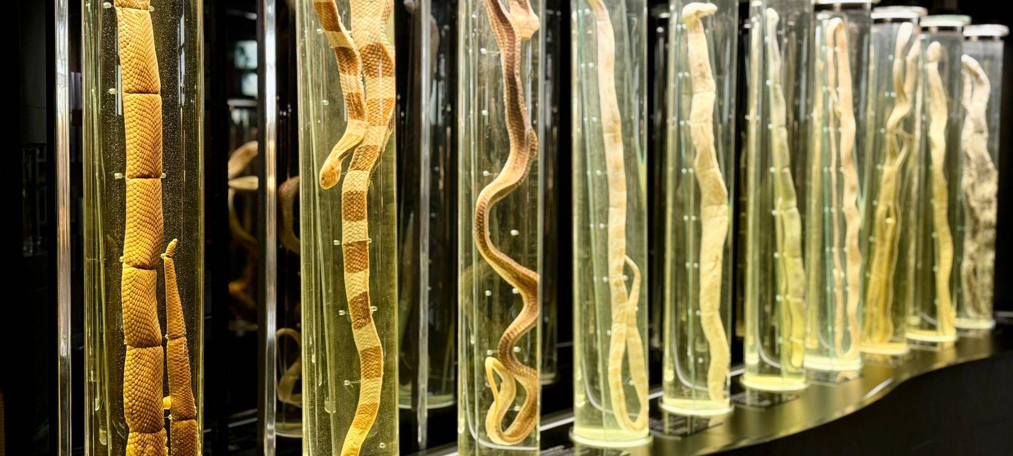 Schlangenfarm in Bangkok zur Herstellung von Antiserum