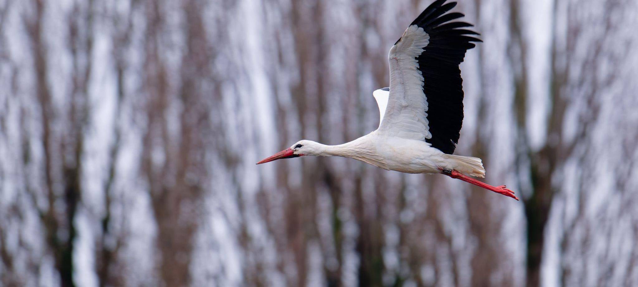 Storch in Baden-Württemberg