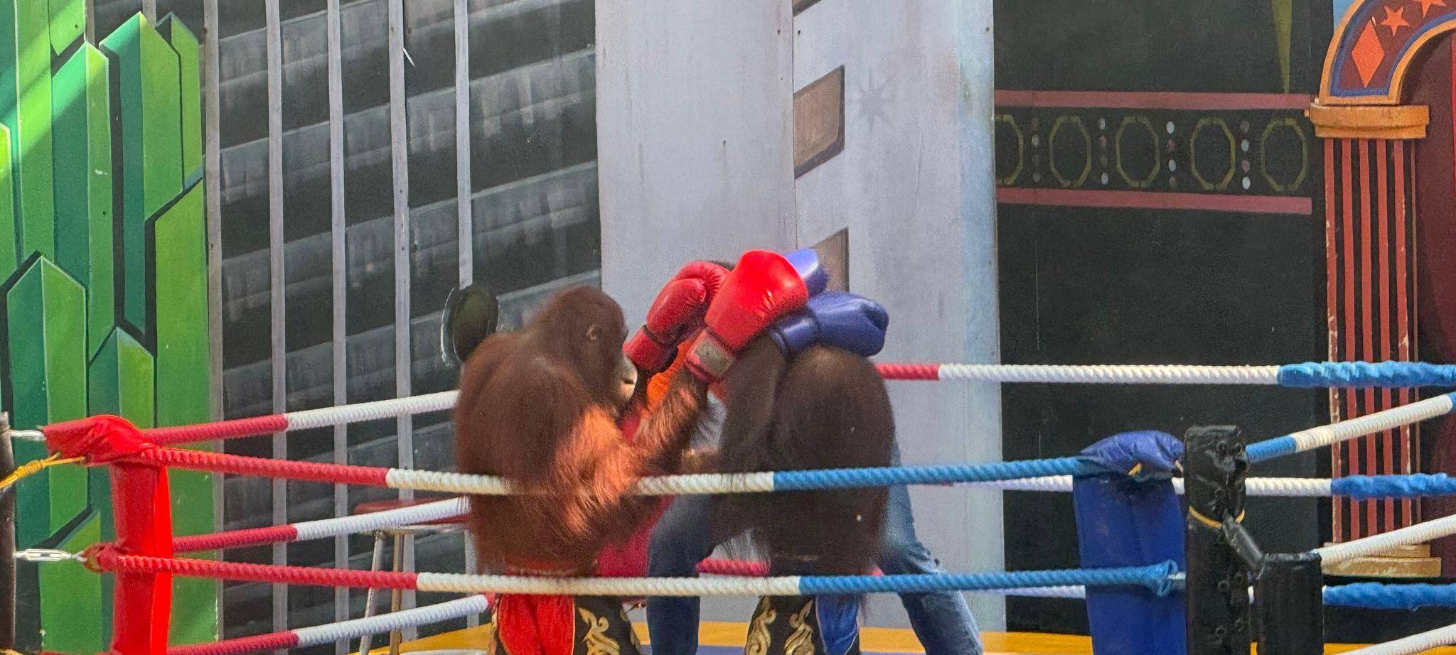 Orang-Utans als Touristenattraktion in Thailand