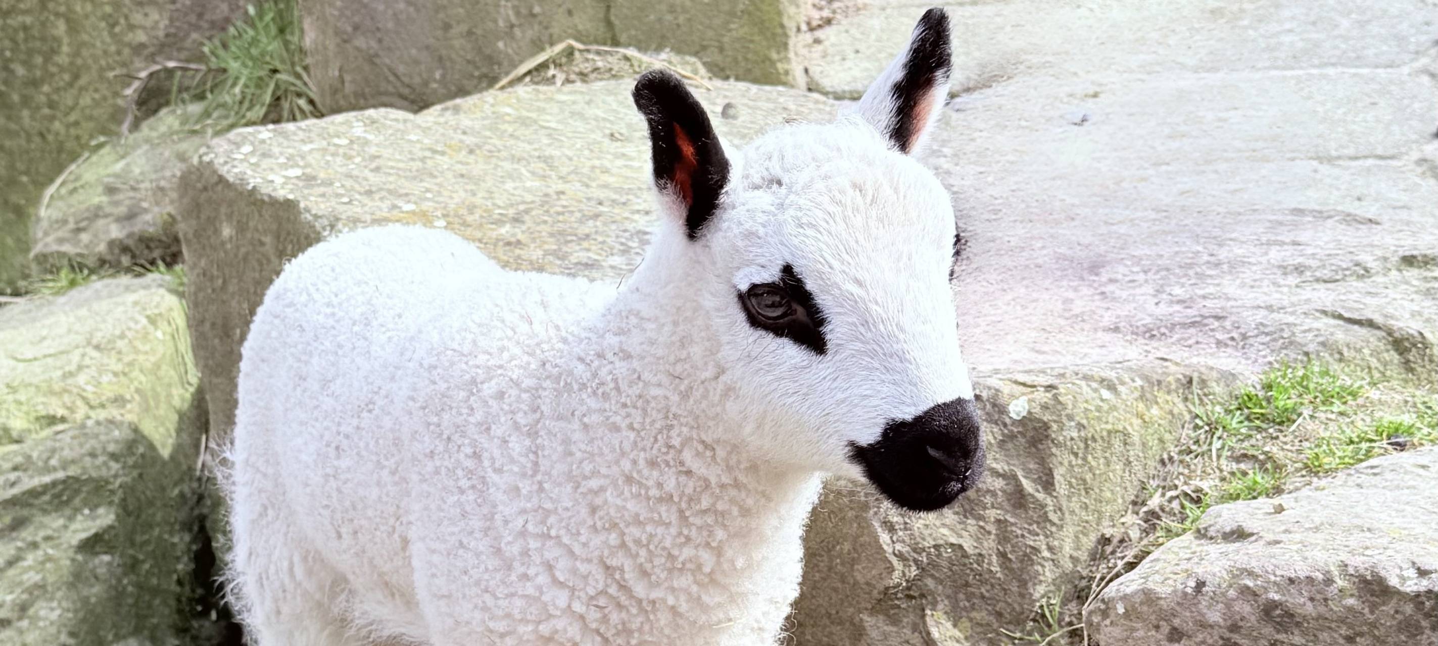 Nachwuchs bei den Kerry Hill-Schafen im Tierpark Bochum