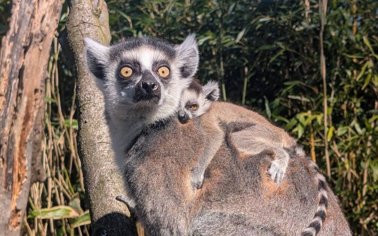 Nachwuchs im Tierpark Bochum
