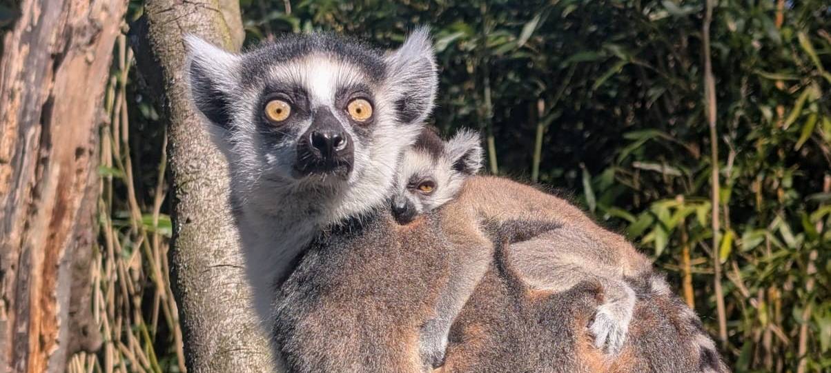 Nachwuchs im Tierpark Bochum