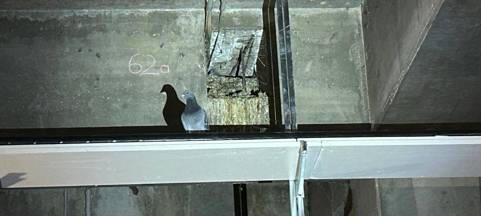 Nachhaltige Lösung für Stadttauben an der Ruhr-Universität Bochum