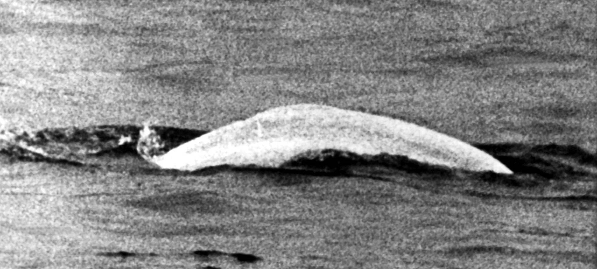 Sensation 1966 - Der weiße Wal im Rhein