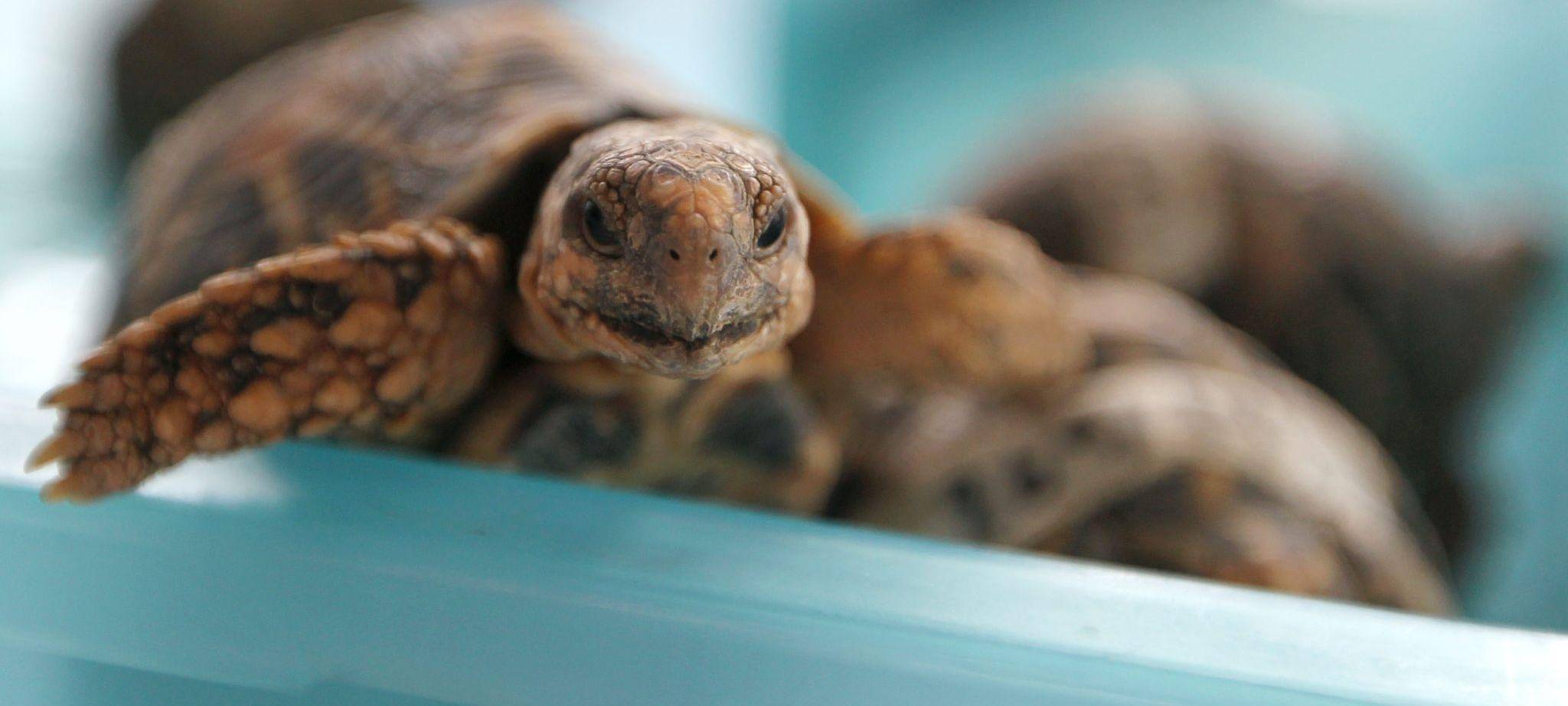 Indische Sternschildkröte