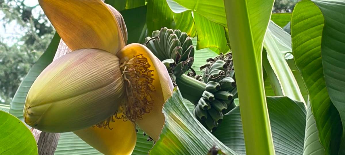 In Bochum wachsen jetzt Bananen