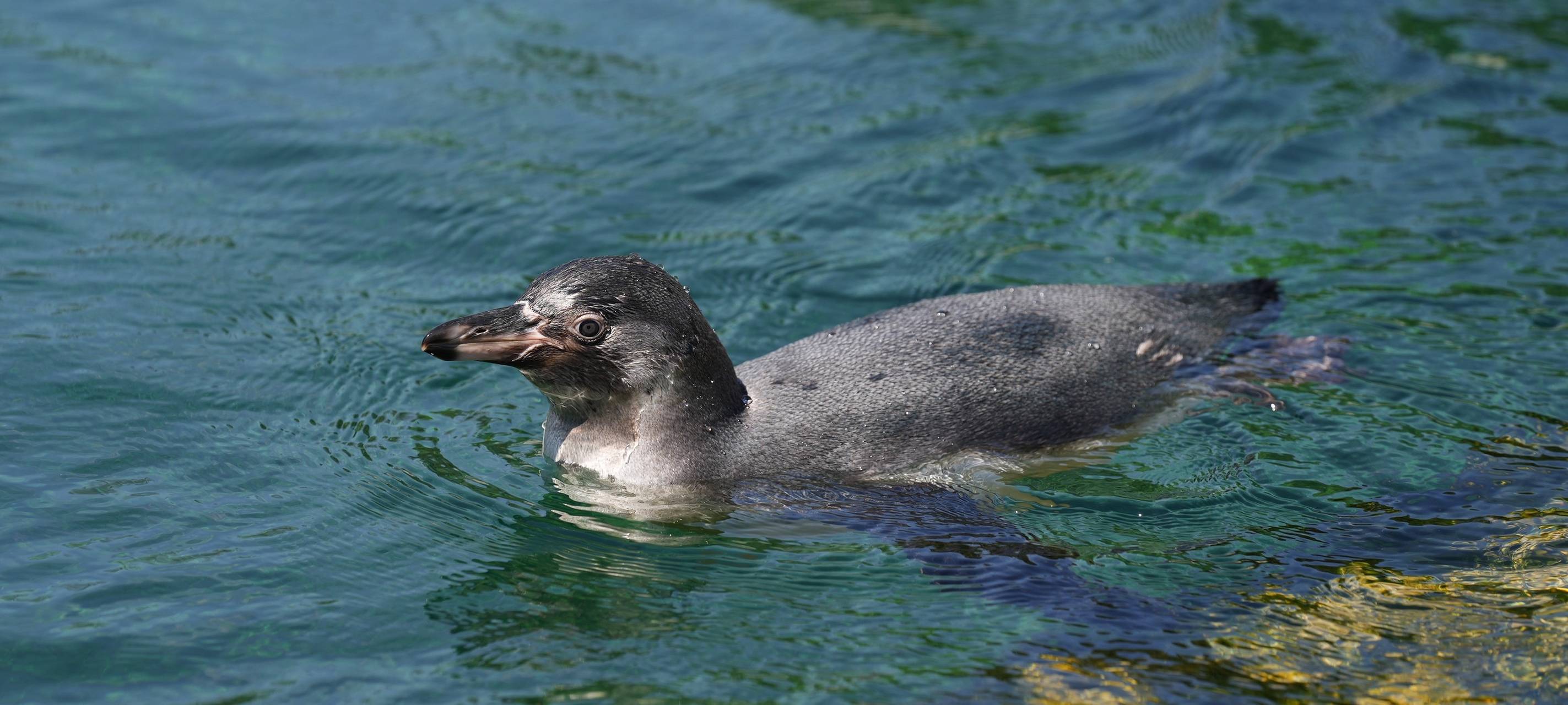 Humboldtpinguin im Tierpark Bochum