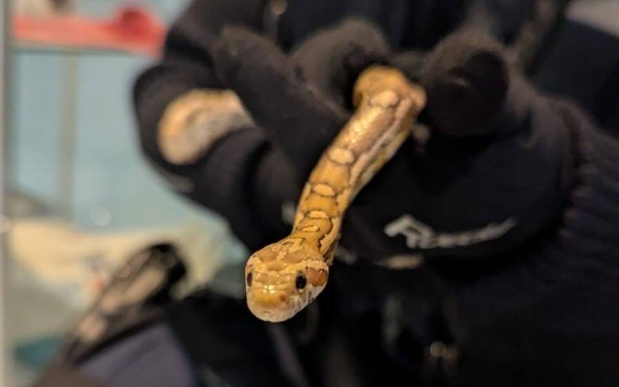Im Zugmüll entsorgt: Schlange jetzt im Tierpark Bochum