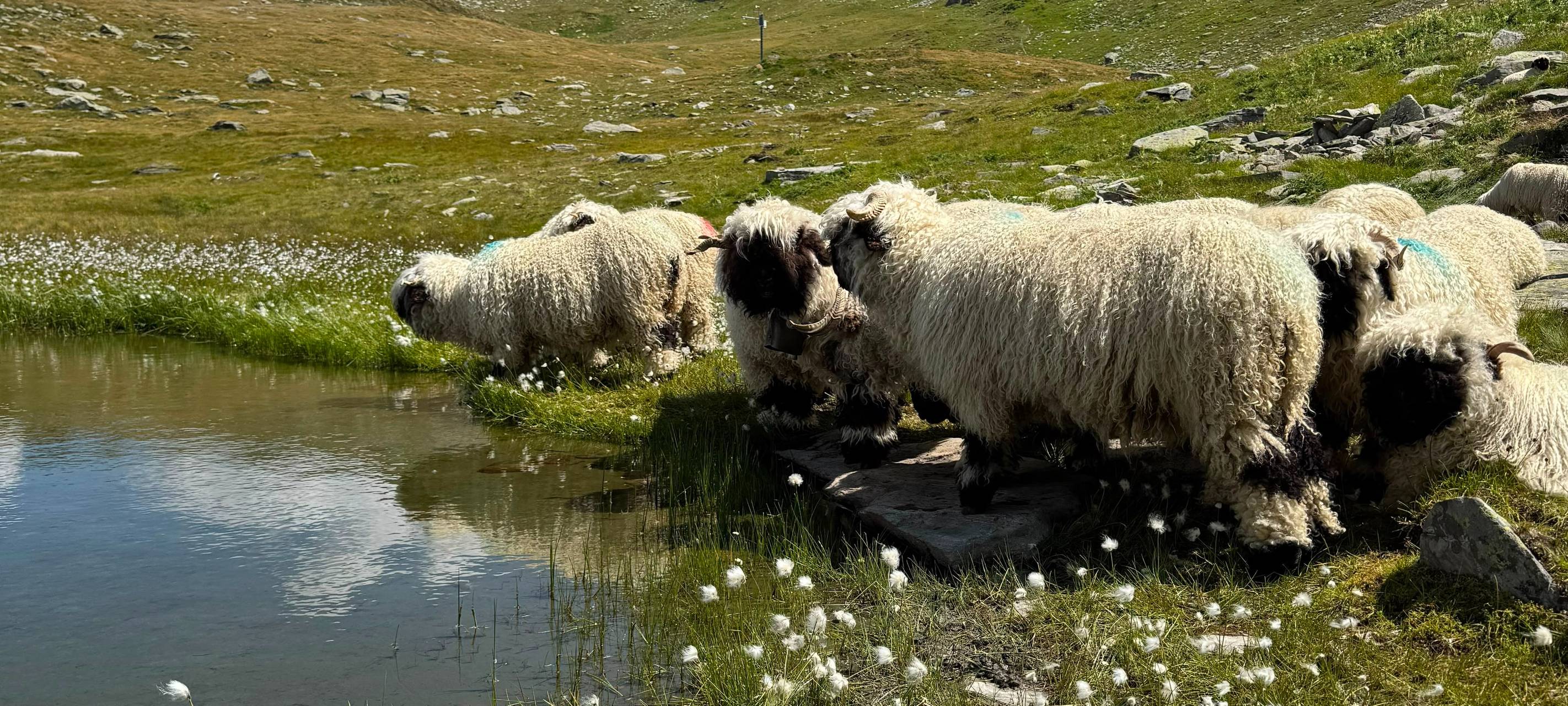 Aus Bochum in die Schweiz: Joey hütet Schafe auf der Alm