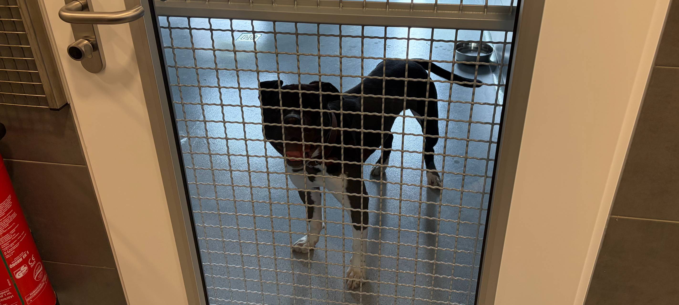 Eröffnung in Bochum: Ein Hundehaus der besonderen Art im Tierheim