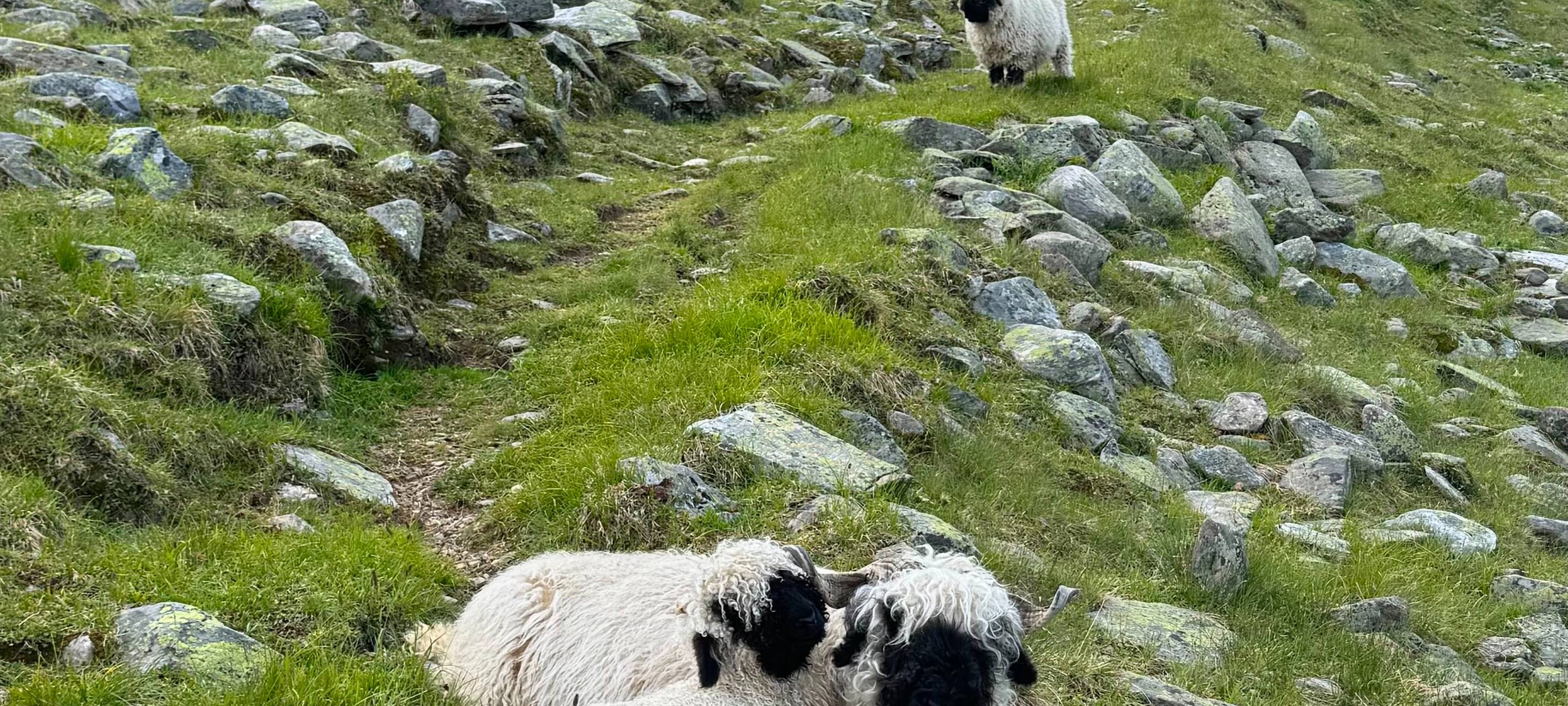 Aus Bochum in die Schweiz: Joey hütet Schafe auf der Alm