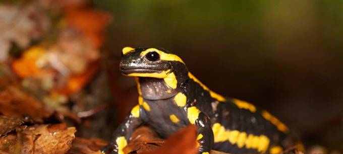 Feuersalamander in Bochum akut bedroht
