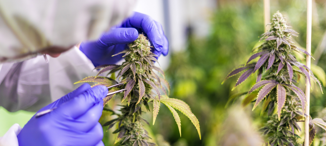 Cannabis wird von einer Pflanze gepflückt.