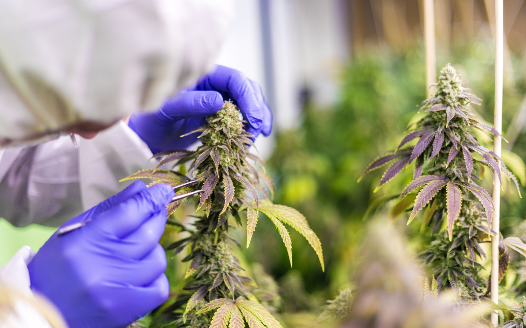 Cannabis wird von einer Pflanze gepflückt.
