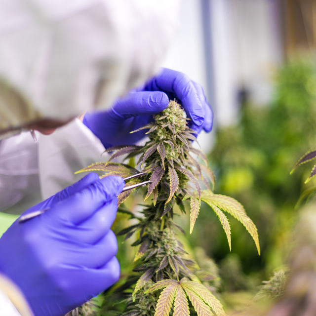 Cannabis wird von einer Pflanze gepflückt.